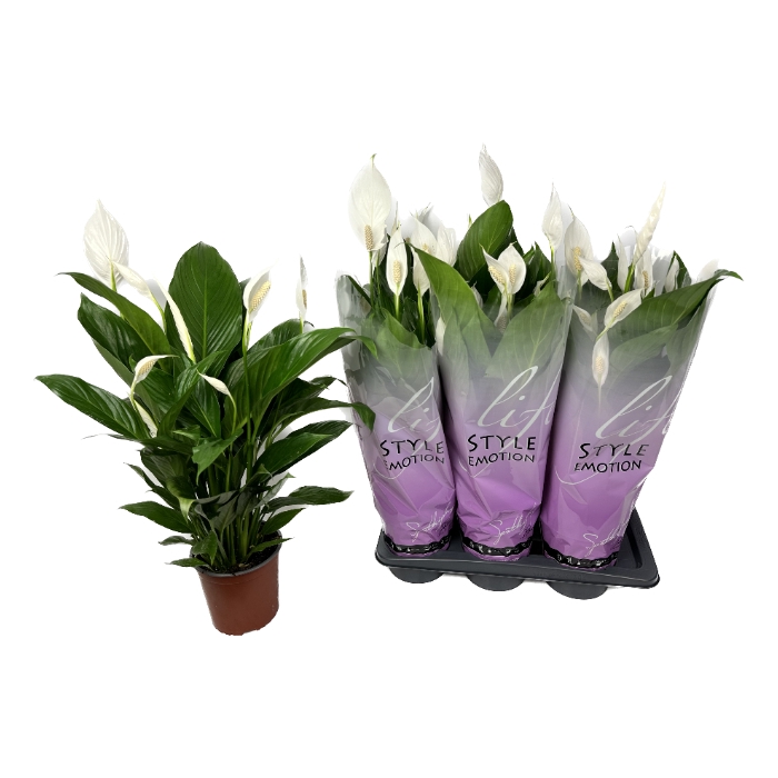 <h4>Spathiphyllum Bingo Cupido 17Ø 60cm 8fl</h4>