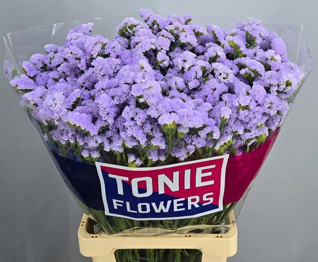 <h4>LIM S DONAU BIRDS</h4>