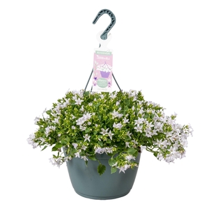 Campanula Ambella® White in hangpot