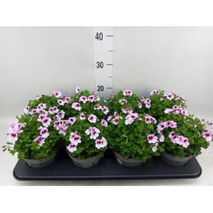 Pelargonium gran.   ..