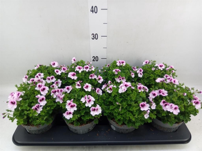 <h4>Pelargonium gran.   ..</h4>