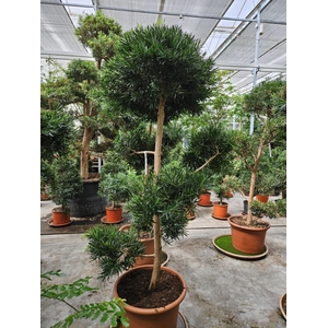 Podocarpus nivalis