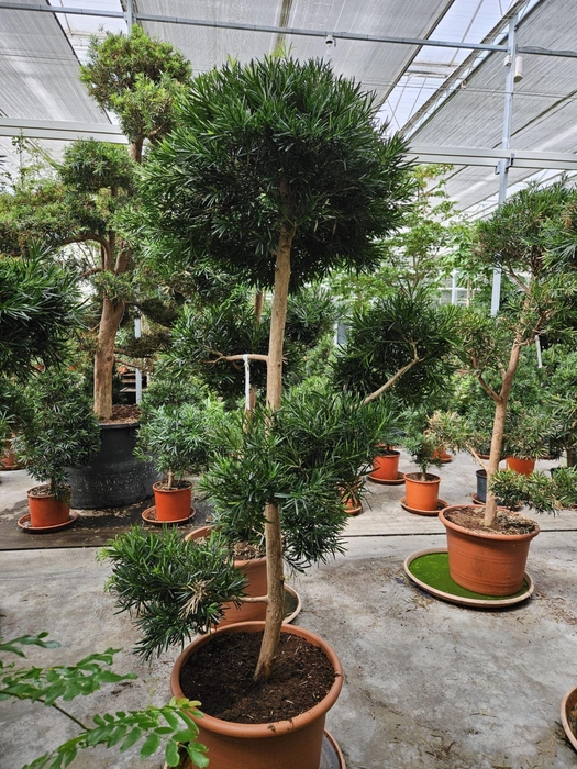 <h4>Podocarpus nivalis</h4>