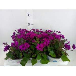 Pericallis cr. 'Mandala Magenta'
