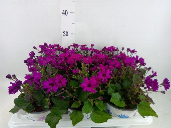 <h4>Pericallis cr. 'Mandala Magenta'</h4>