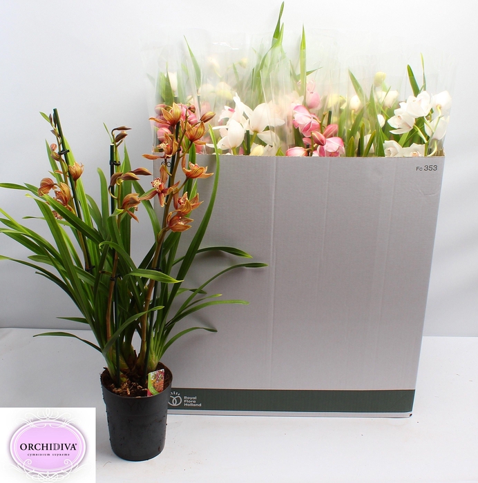 <h4>CYMB GEMENGD</h4>