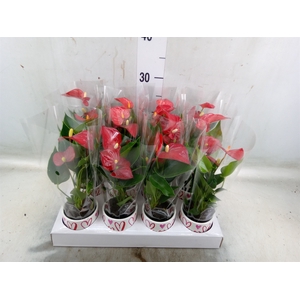 Anthurium andr. 'Success Red'