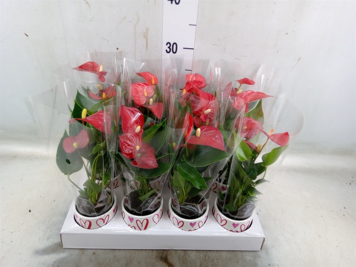 <h4>Anthurium andr. 'Success Red'</h4>