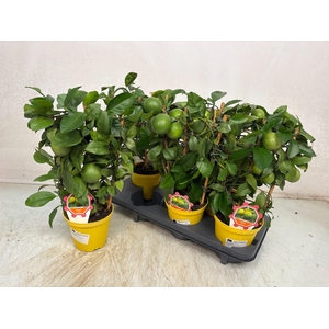 CITR LIMON