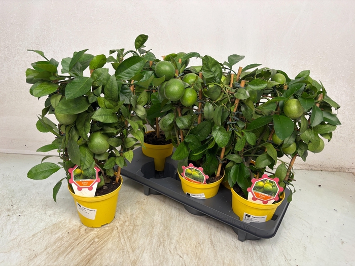 <h4>CITR LIMON</h4>