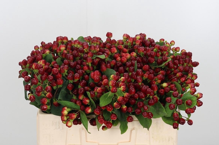 <h4>Hyp Mag Cherry</h4>