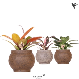 Kolibri Greens Philodendron mix in Ancient pot brown mix
