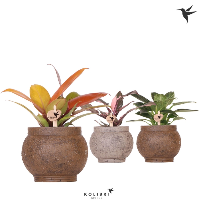 <h4>Kolibri Greens Philodendron mix in Ancient pot brown mix</h4>