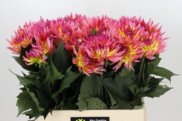 <h4>Dahlia Karma Sangria</h4>
