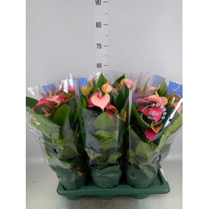 Anthurium  'Joli Duo'  ..mix in pot