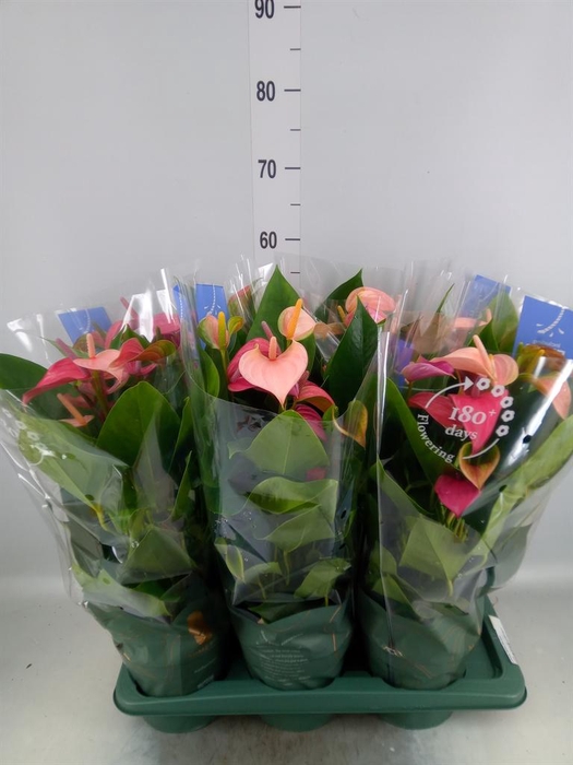 <h4>Anthurium  'Joli Duo'  ..mix in pot</h4>