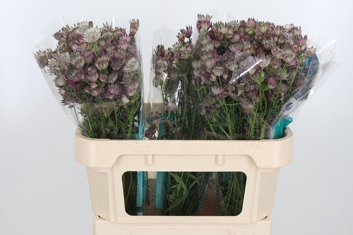 <h4>Astrantia Star Of Africa</h4>