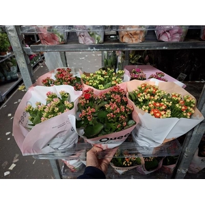 Kalanchoe gevuld grootbloemig gemengd