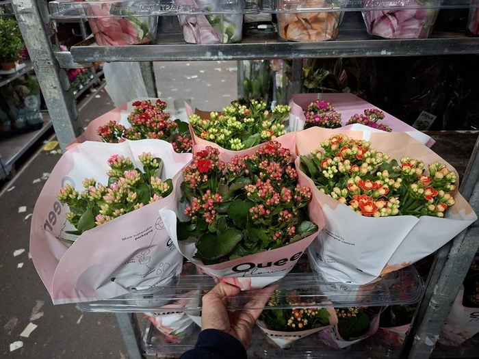 Kalanchoe gevuld grootbloemig gemengd