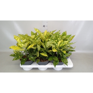 Aucuba japonica   ...