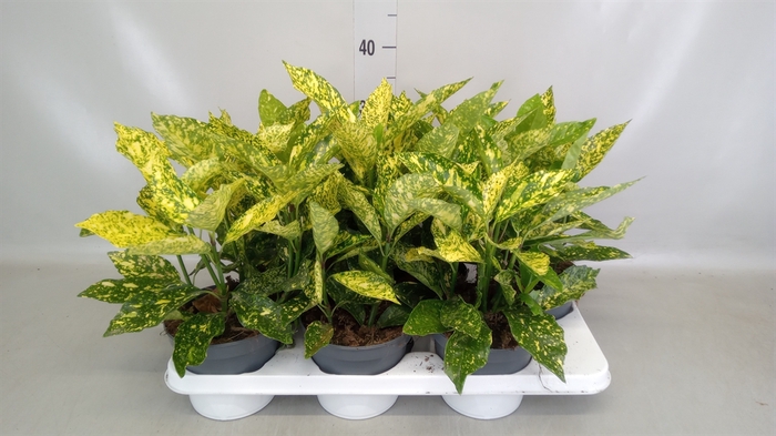 <h4>Aucuba japonica   ...</h4>