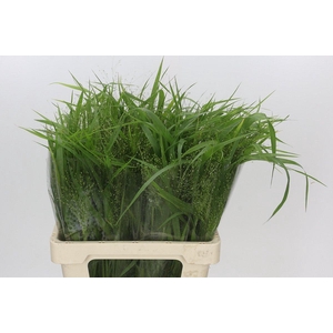 Panicum Fountain