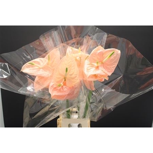 Anthurium Cheers