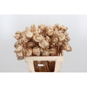 Ascl Moby Dick Kl Bh Antiek Goud