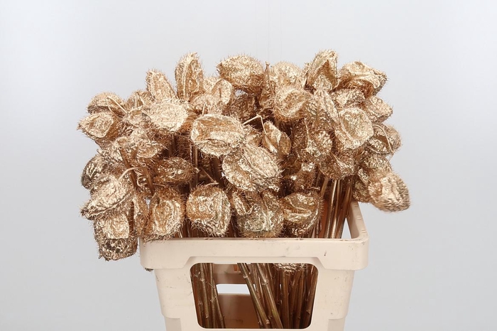 <h4>Ascl Moby Dick Kl Bh Antiek Goud</h4>