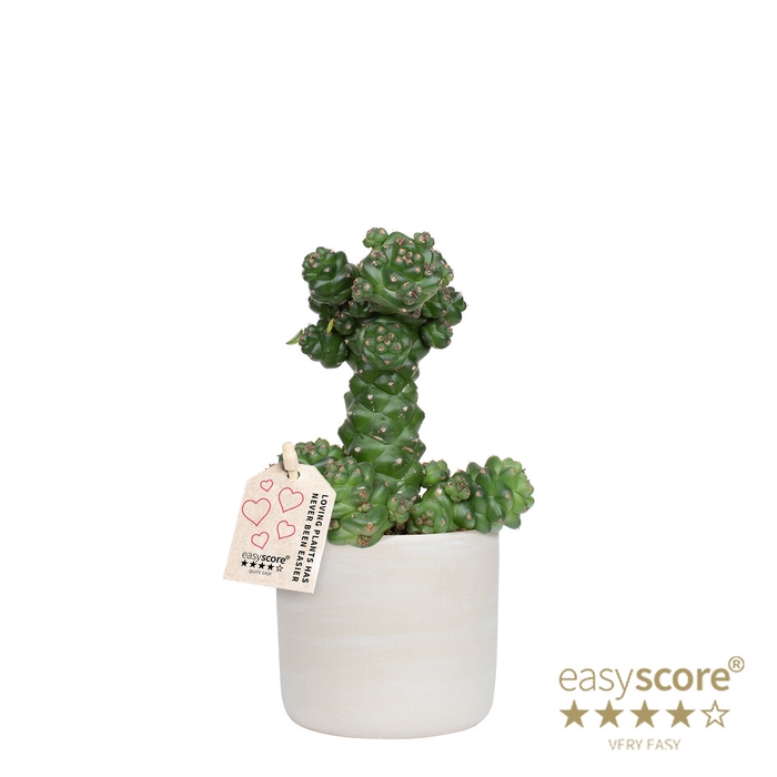 <h4>EUPHORBIA RITCHIEI P10 RAW GREY</h4>