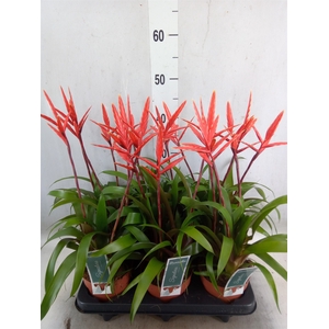 Vriesea  'Elan'