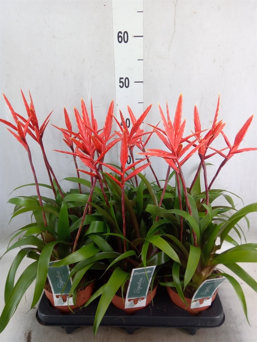 <h4>Vriesea  'Elan'</h4>