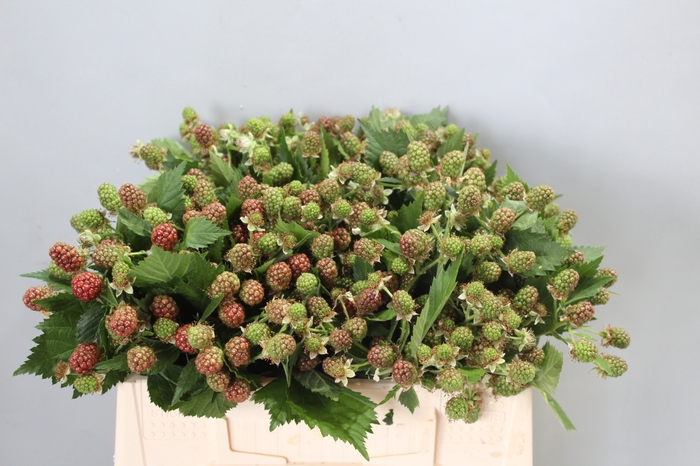 <h4>RUBUS FR CHESTER</h4>