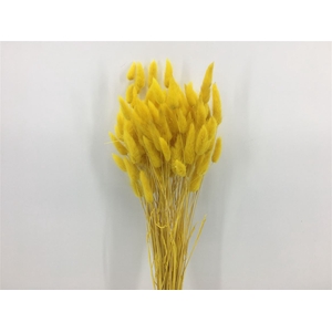 Dried Lagurus Bl Yellow Bunch Slv