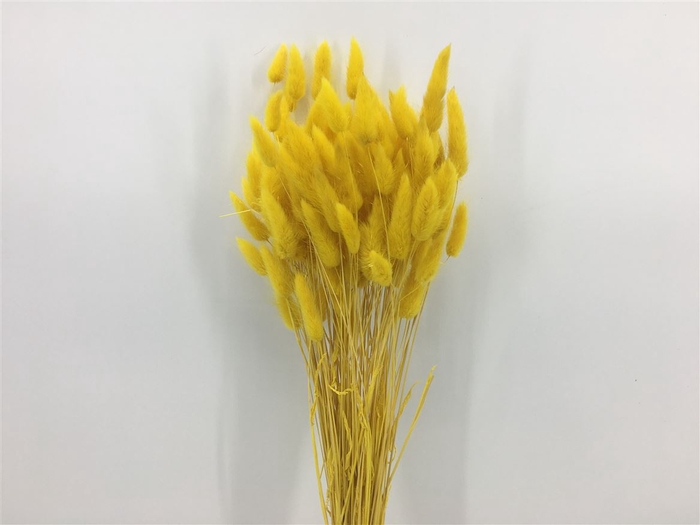 Dried Lagurus Bl Yellow Bunch Slv