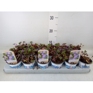 Anemone blanda 'Blue Shades'