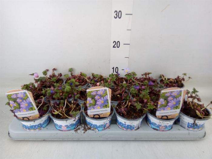 <h4>Anemone blanda 'Blue Shades'</h4>