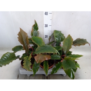 Philodendron   ...