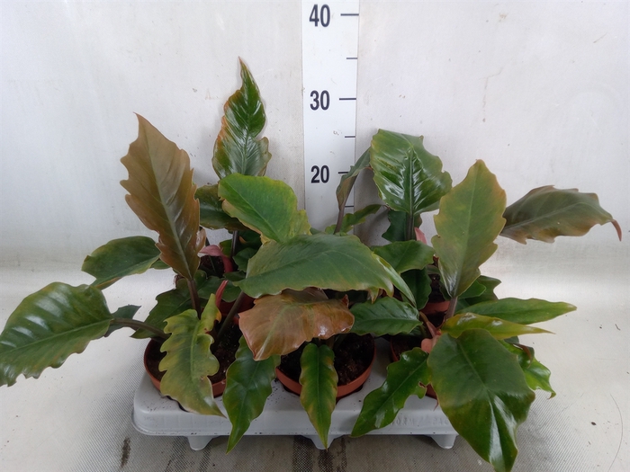 <h4>Philodendron   ...</h4>