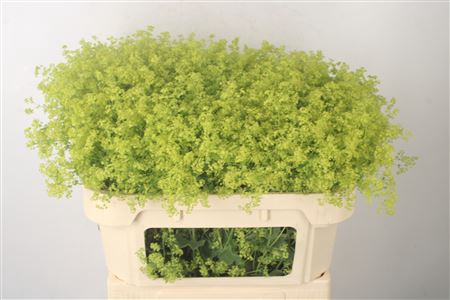 <h4>Alchemilla M Robustica</h4>