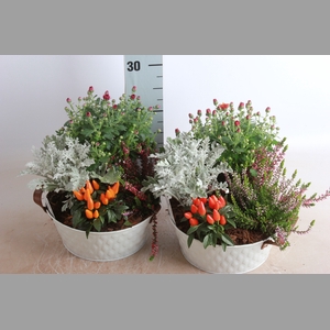 ARR TUINPLANTEN