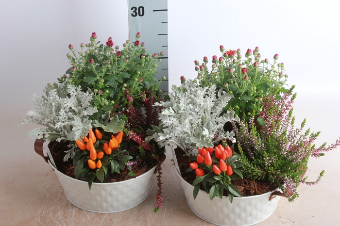 <h4>ARR TUINPLANTEN</h4>