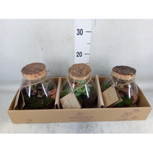 Arr.   Kamerplant Groen H%