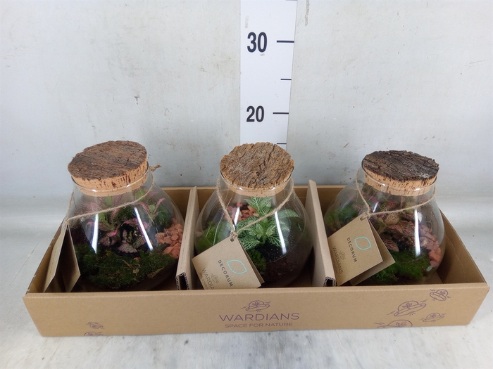 <h4>Arr.   Kamerplant Groen H%</h4>