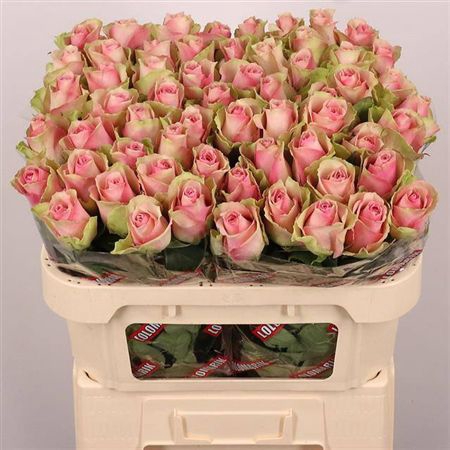 <h4>R Gr Belle Rose</h4>