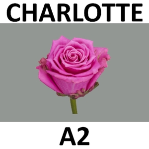 R GR CHARLOTTE @ A2