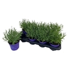 Lavandula angustifolia Essence Pur