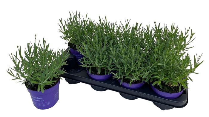 <h4>Lavandula angustifolia Essence Pur</h4>