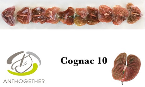 <h4>ANTH A COGNAC 10 Small Pack</h4>