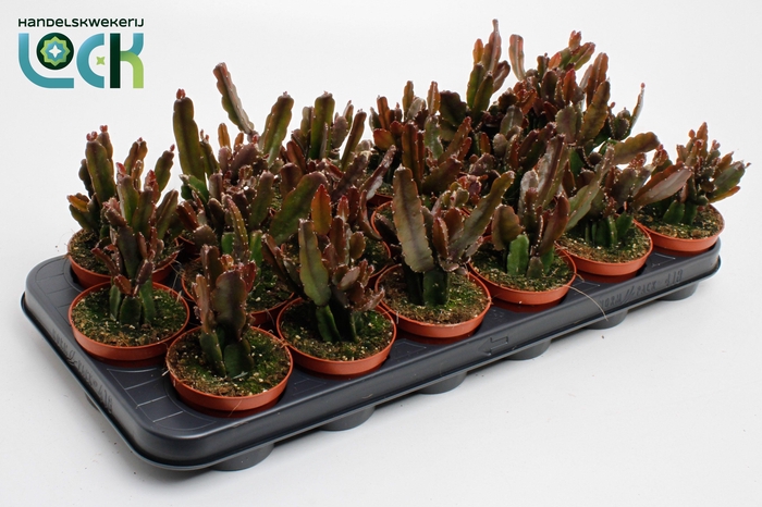 <h4>RHIPSALIS OV</h4>